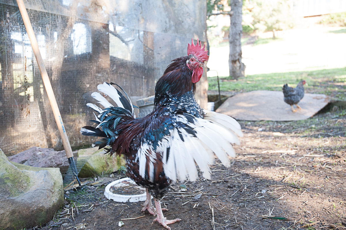 Barry, the big benevolent roaster