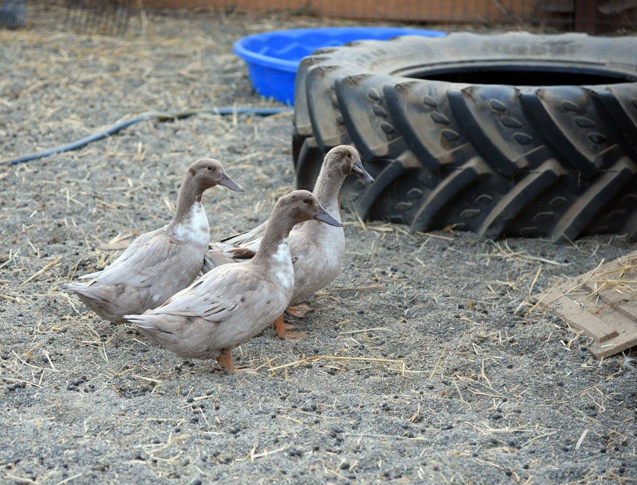 3ducks.jpg