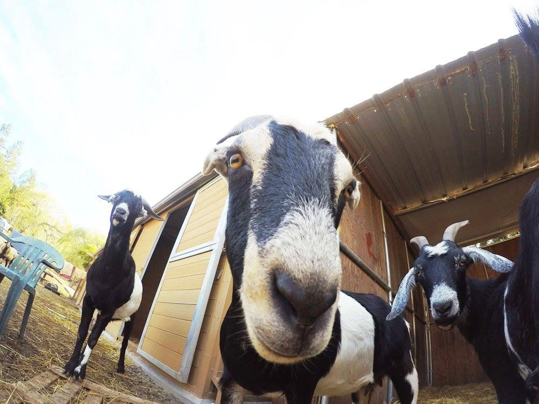 Nubian+Family+Goats.jpg