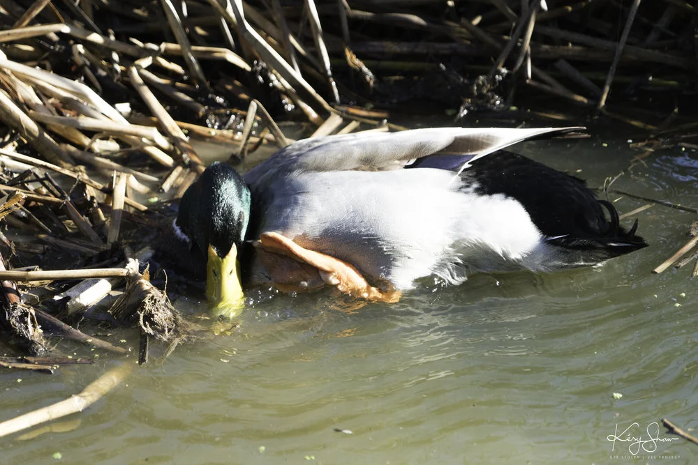 DuckCouple.jpg