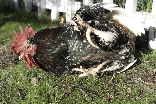 ChickenScratching (1).jpg