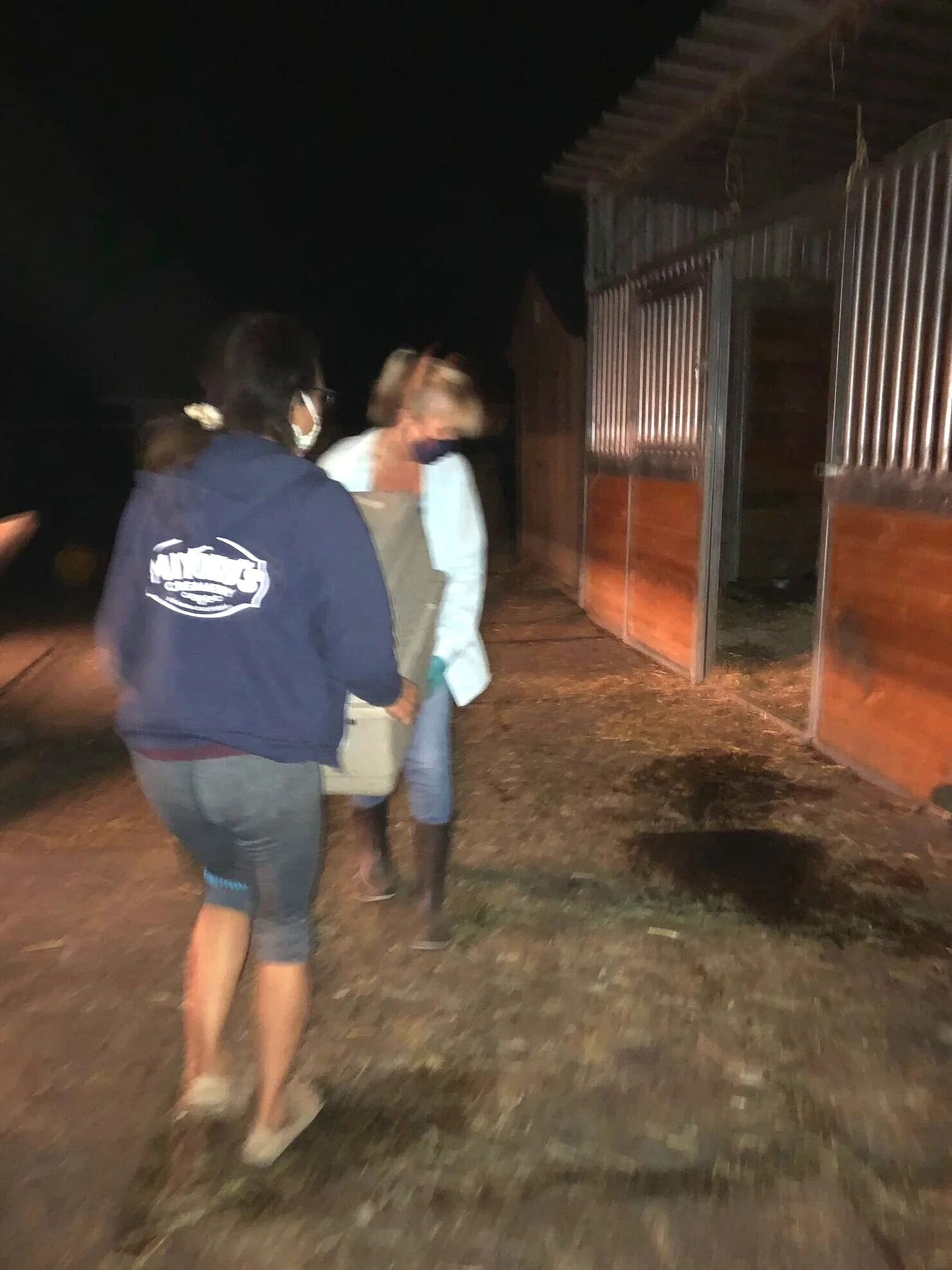 Our awesome “rapid response team” local volunteers stood by to prepare the amenities: setting up water and food bowls, bedding, and a netting that would prevent them from flying out of our partially exposed barn.