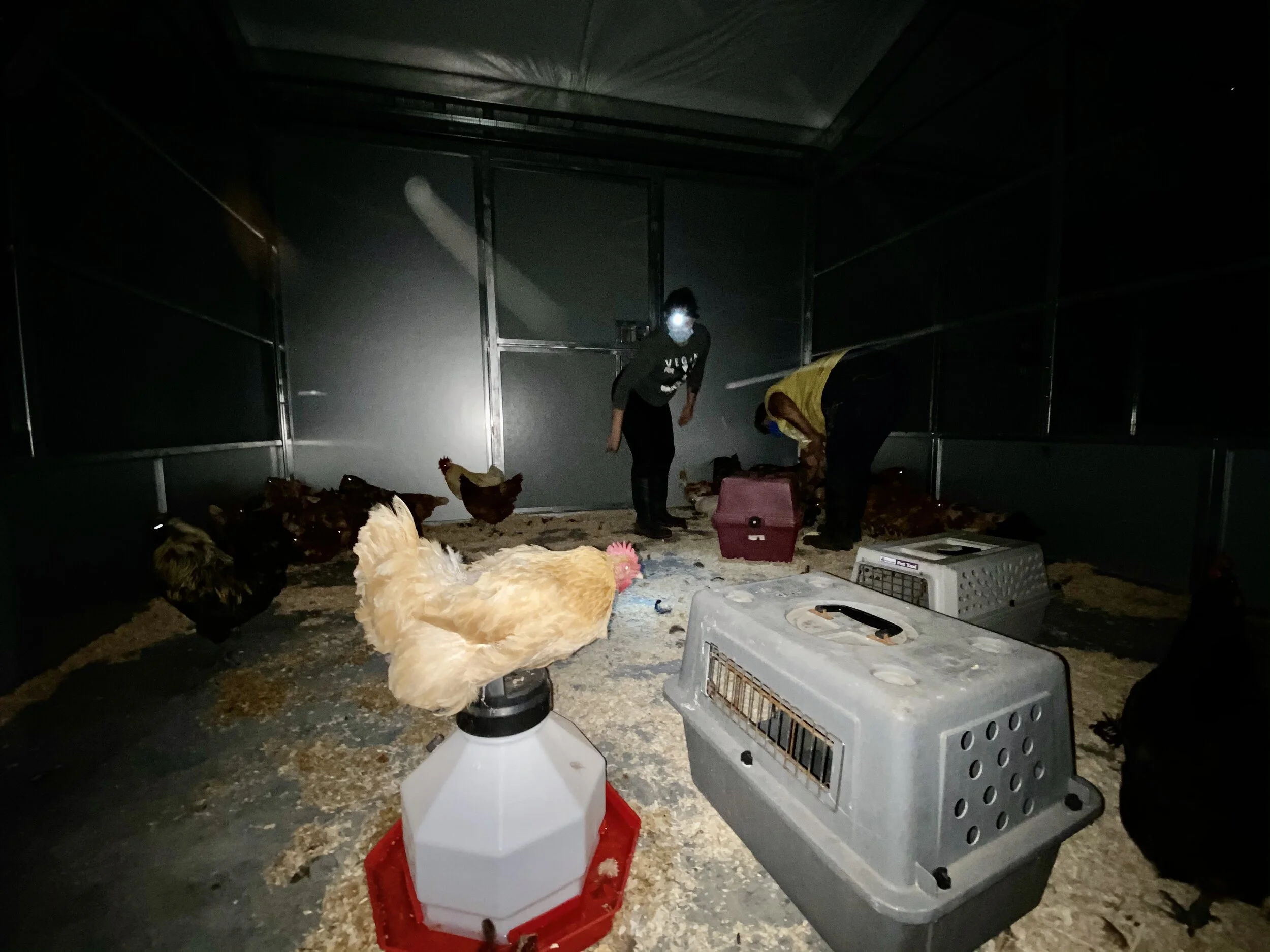 We Took in Fire Evacuees!