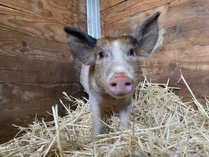 Welcome to the Farmily, little Miss Piggy!