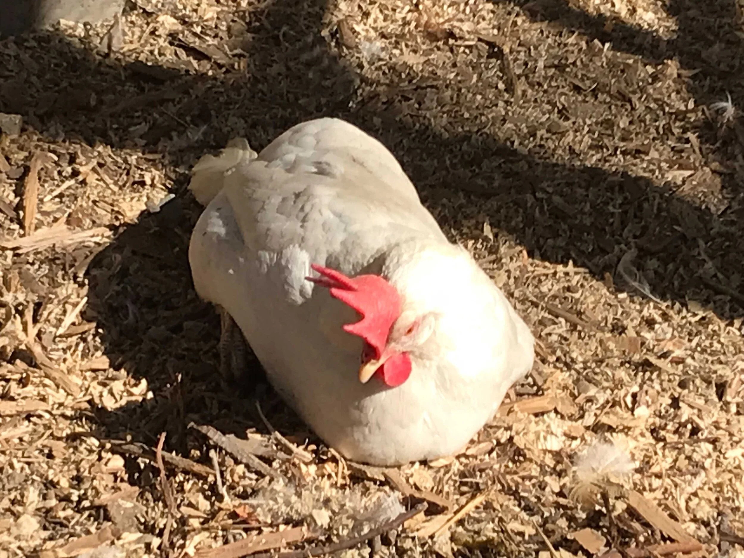 Image from iOS (32).jpg