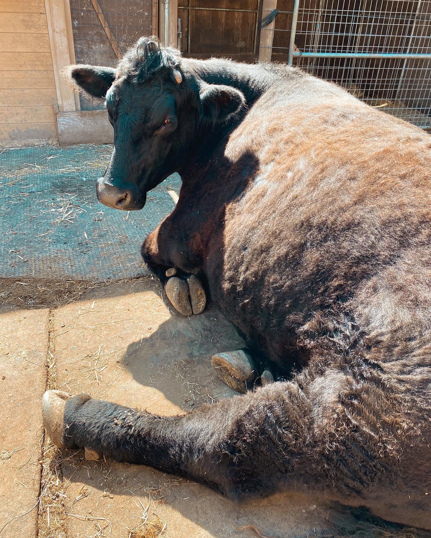 Big Louie showin off his gambs. 

#farmedanimals #rescuedcow #ffa #farmilynotfood #someonenotsomething