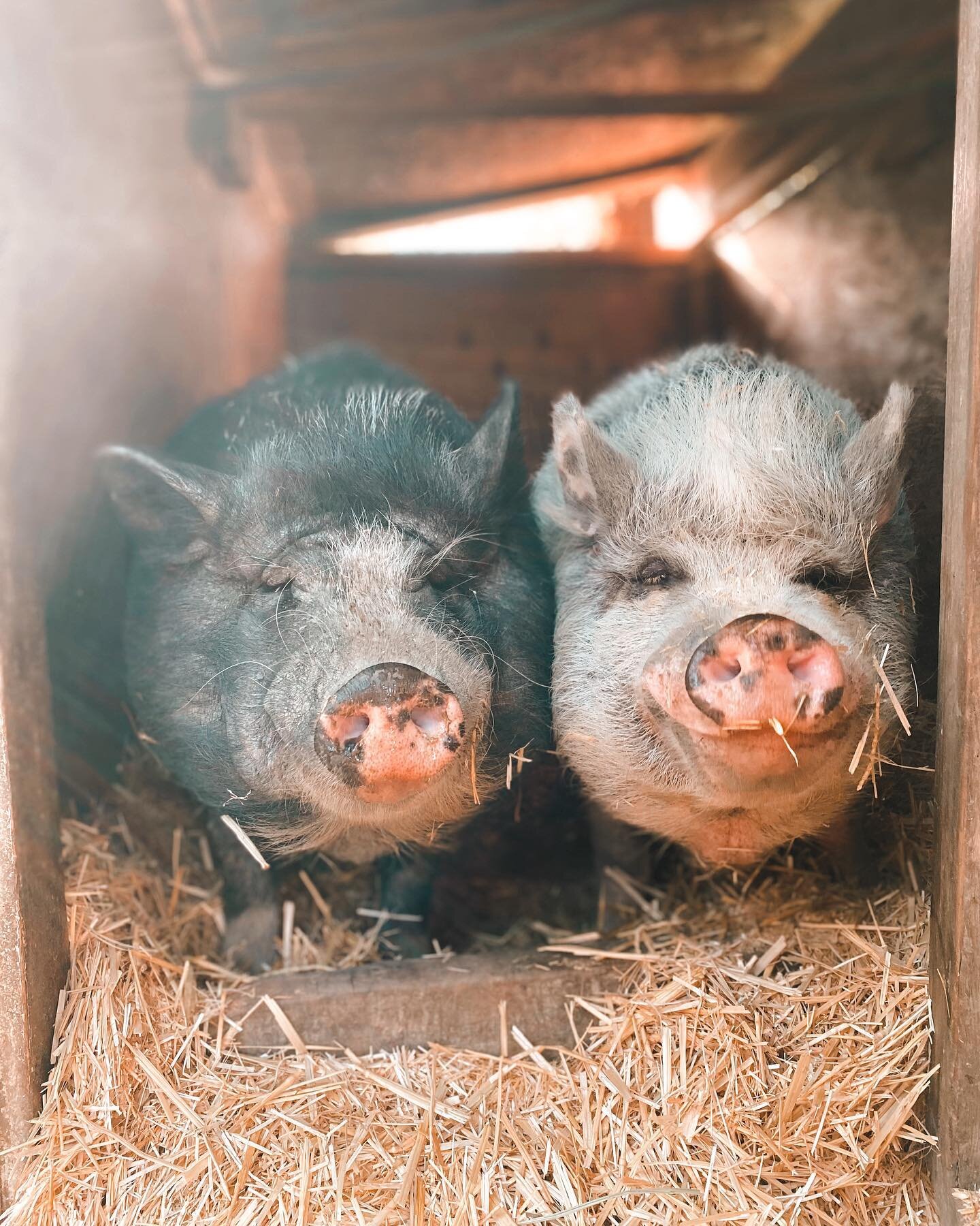 How funny are Onyx &amp; Oxy smushing their jowls against each other?! 🐷🐷 

Brothers forever! 

🏷🏷

#potbellypig #rescuedpig #animalsanctuary #westmarin #farmedanimals #cuteanimals #piggies