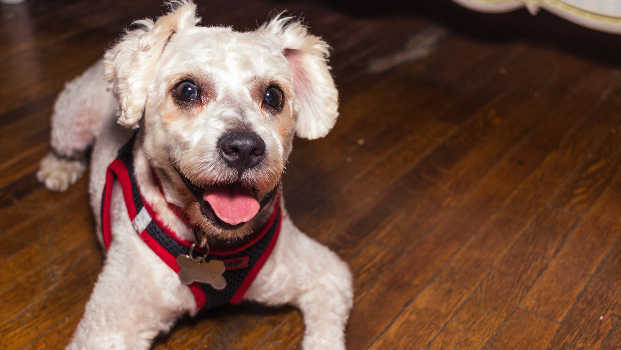 Dog-0035.JPG