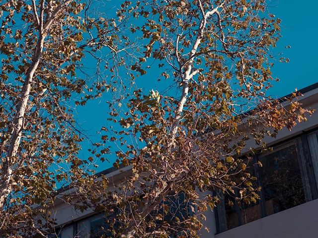 Clear blue sky 📸
.
.
.
#sky #clearsky #blue #bluesky #editz #edit_grams #photographerlife #freelancephotographer #l4l #f4f #instagood #moodygrams #moodyphoto #instapic #canon80d #canon_photo #canonwhatelse #lightroomcc #fallseason #fallingleaves #to
