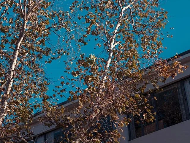 Clear blue sky 📸
.
.
.
#sky #clearsky #blue #bluesky #editz #edit_grams #photographerlife #freelancephotographer #l4l #f4f #instagood #moodygrams #moodyphoto #instapic #canon80d #canon_photo #canonwhatelse #lightroomcc #fallseason #fallingleaves #to