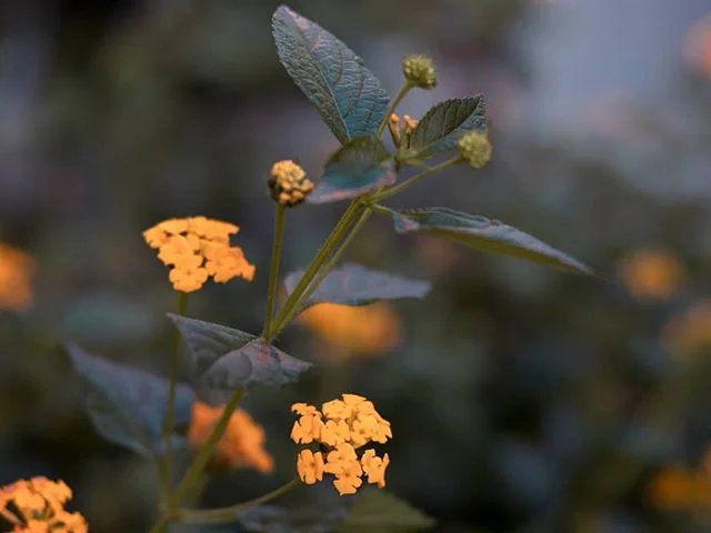 Been experimenting with different hues 🤔
.
.
.
#tonetality #flowerstagram #ig_color #ig_capture #yellow #instapic #photography #onthego #myboldhues #moodygrams #moodyphoto #photooftheday #houseoftones #agameoftones #canon80d #canon #lightroomcc #can
