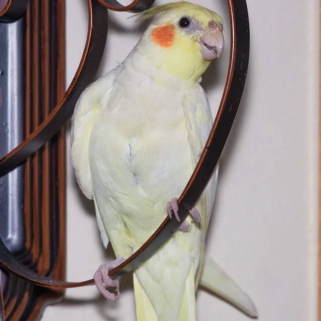 Strike a pose 📸 lets start the week right! 👌🏼
.
.
.
#motivationmondays #mondaymorning #ig_capture #ig_color #photomagic #photographylover #cockatielsofinstagram #cockatiel #igphotoworld #youpic #petstagram #petsofinsta #canon80d #canon #teamcanon 