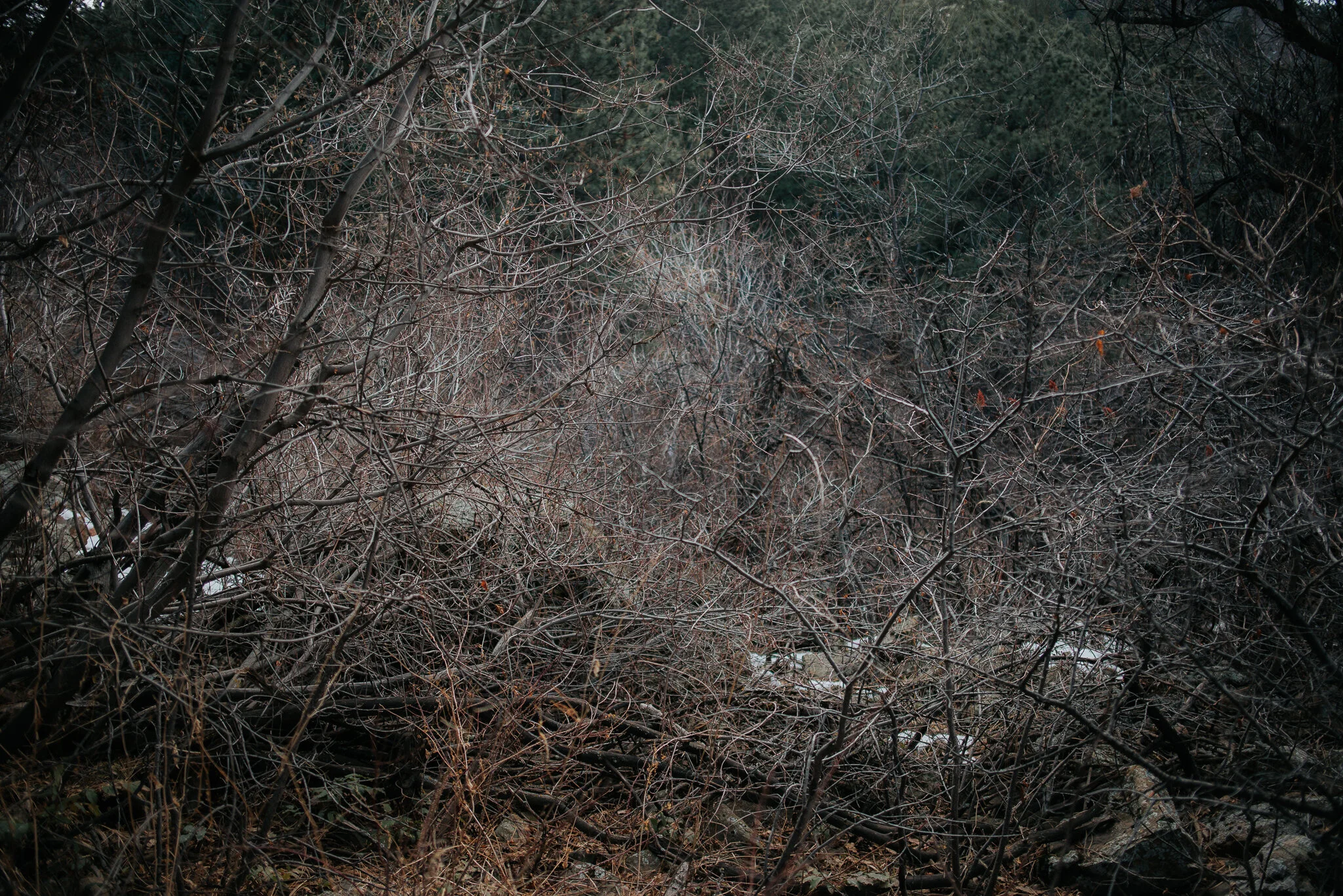 DSC_8375.jpg