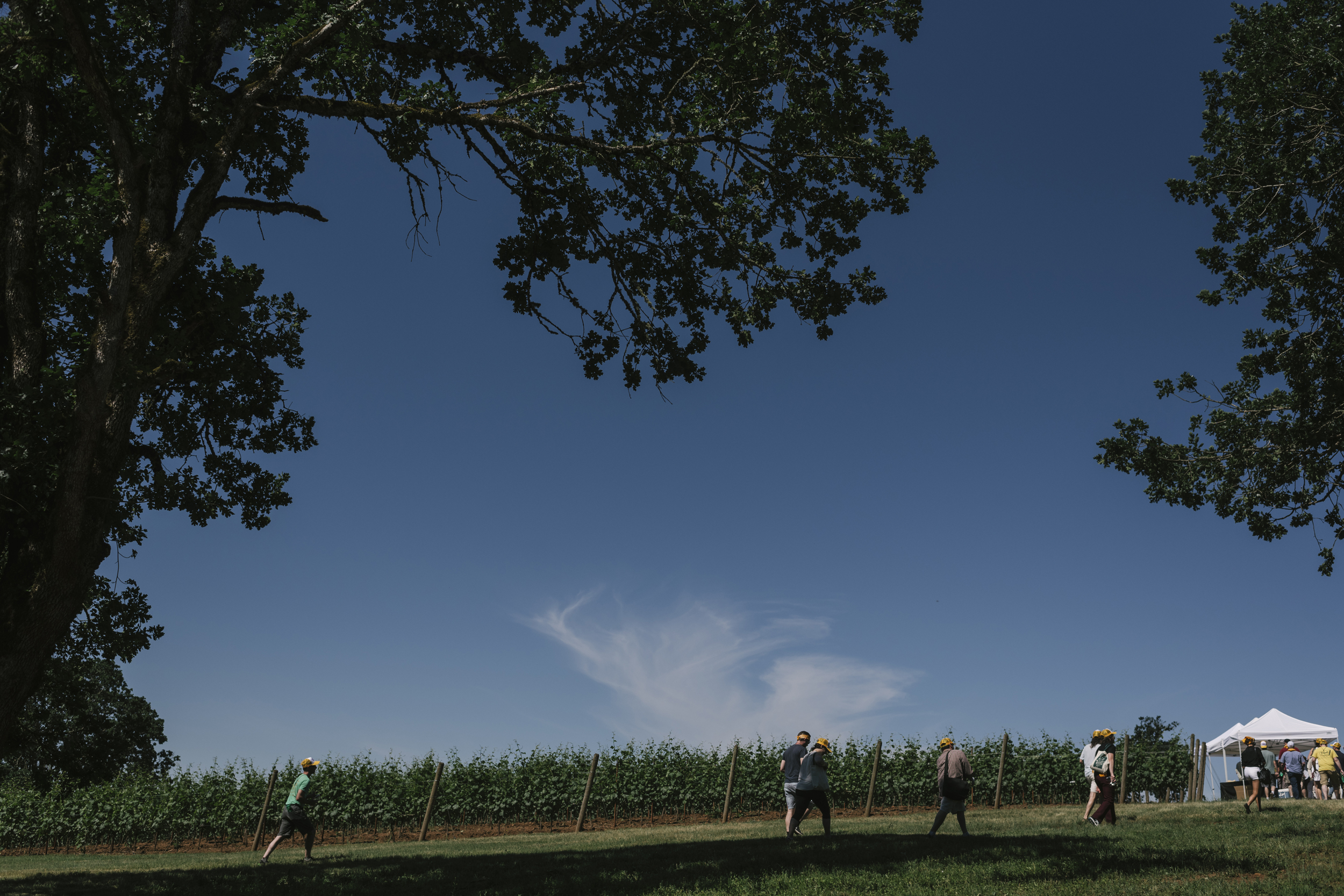 vineyard_walk_web.jpg