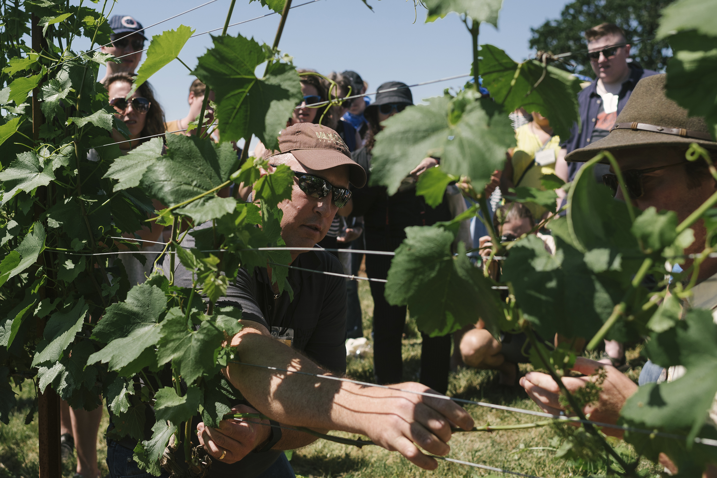 vineyard_bruce_web.jpg