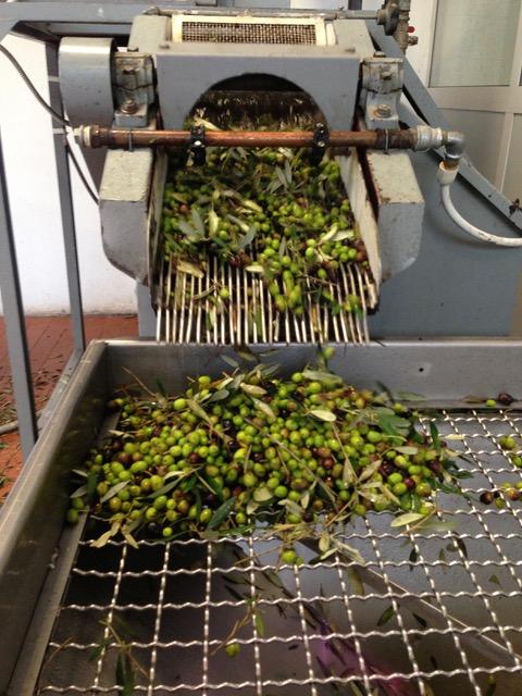 Olive sorting and cleaning