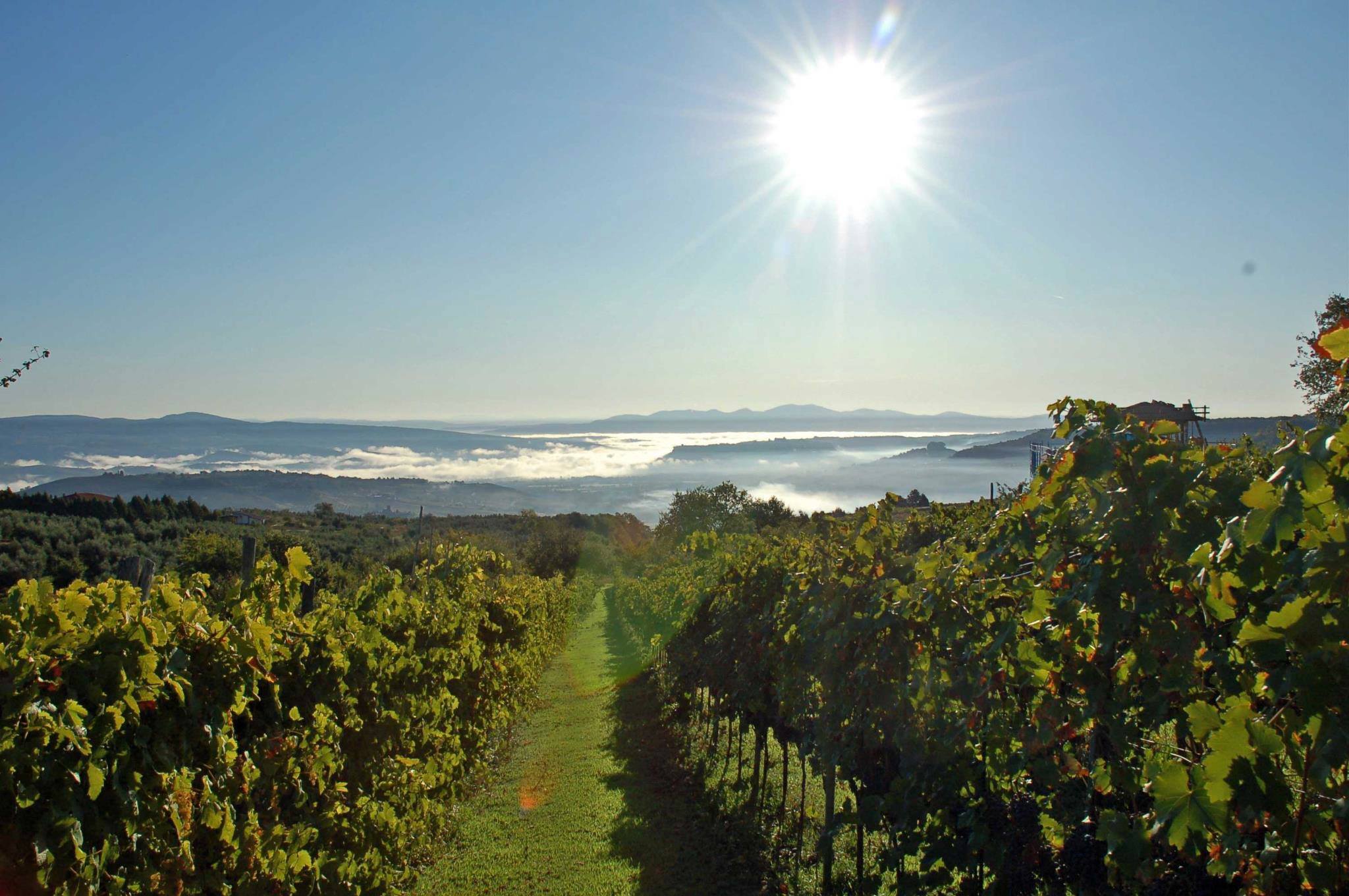 A vineyard in the sun