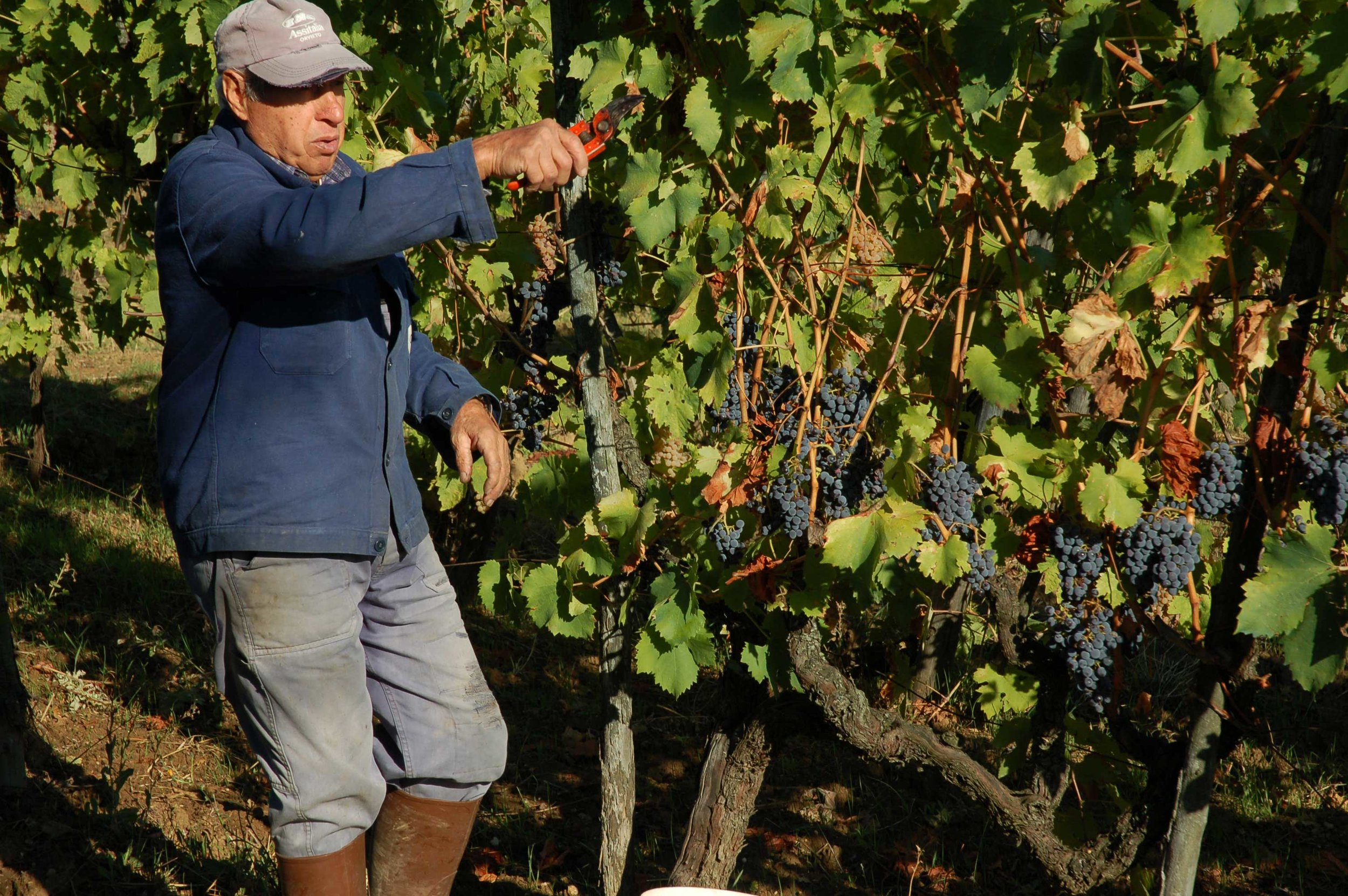 Tending the vines