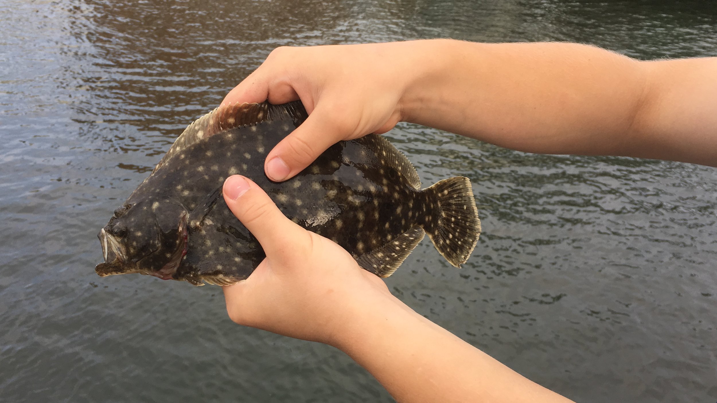 How to Fish For Scup Skill Collecting —
