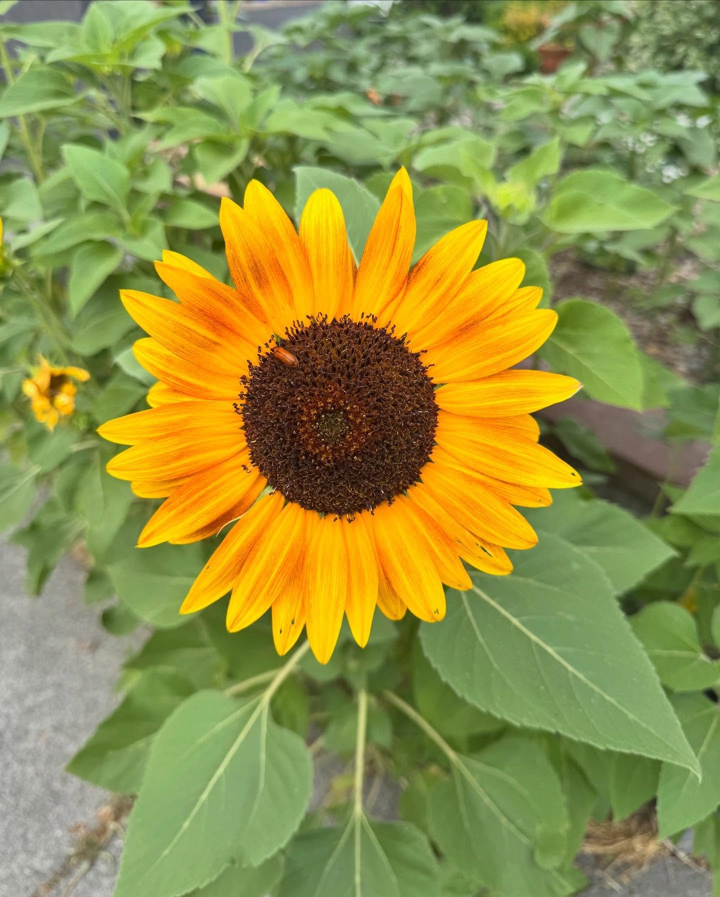 Our sunflowers are beginning to bloom out front 🌻🌻🌻

Happy Saturday! 

#theriv #cafe #coffee #pnw