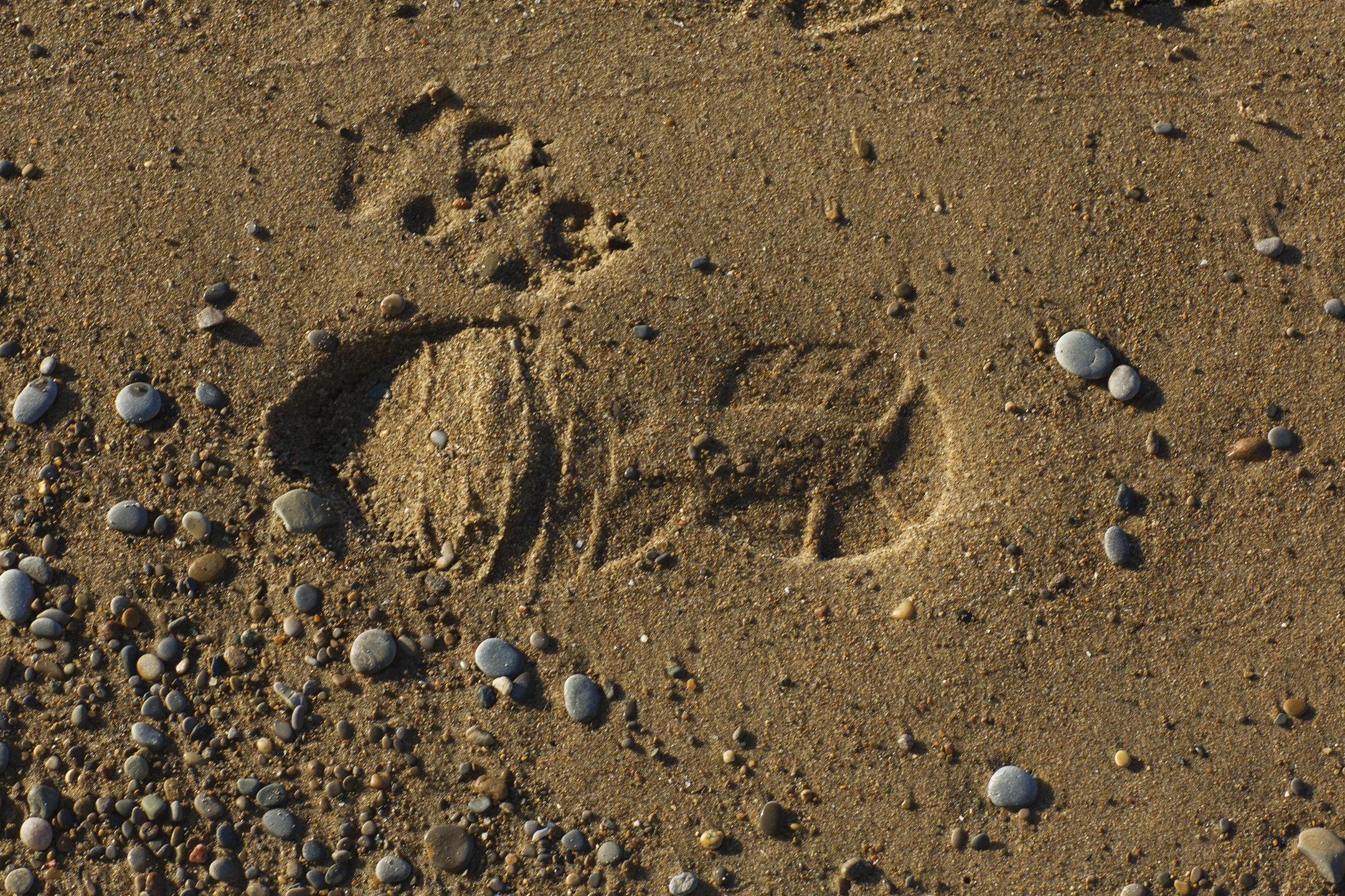 - footprints