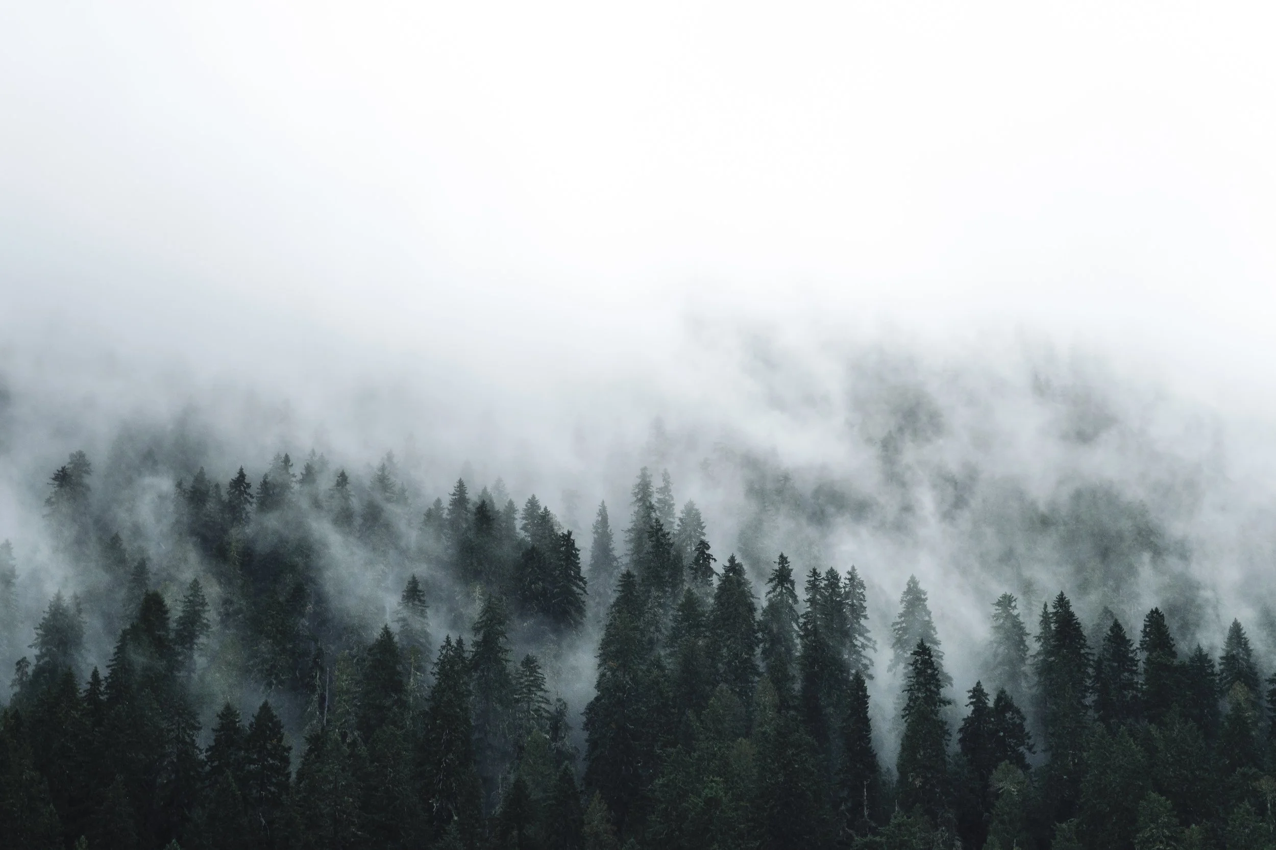 Photo by Eidy Bambang-Sunaryo on Unsplash