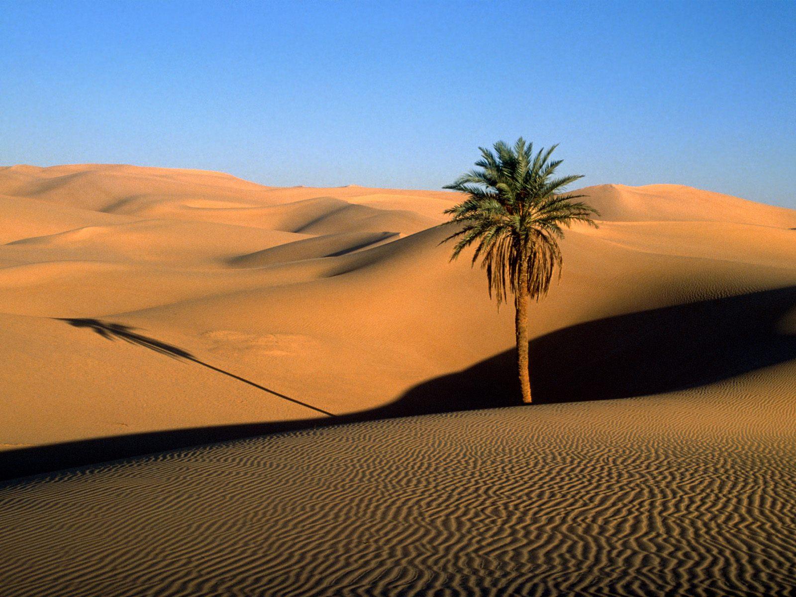 Oasis+of+Affection.jpg