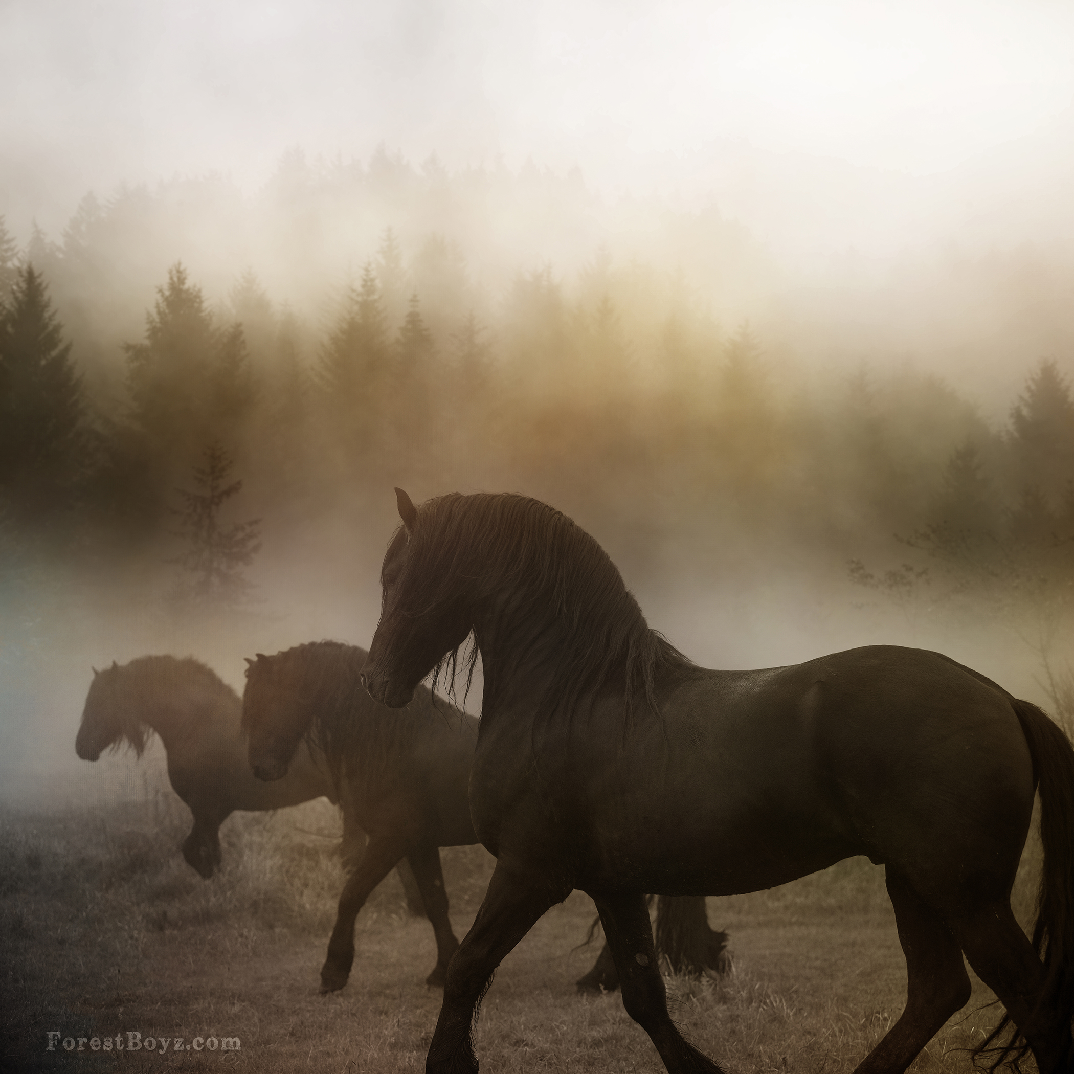 Friesians in the mist
