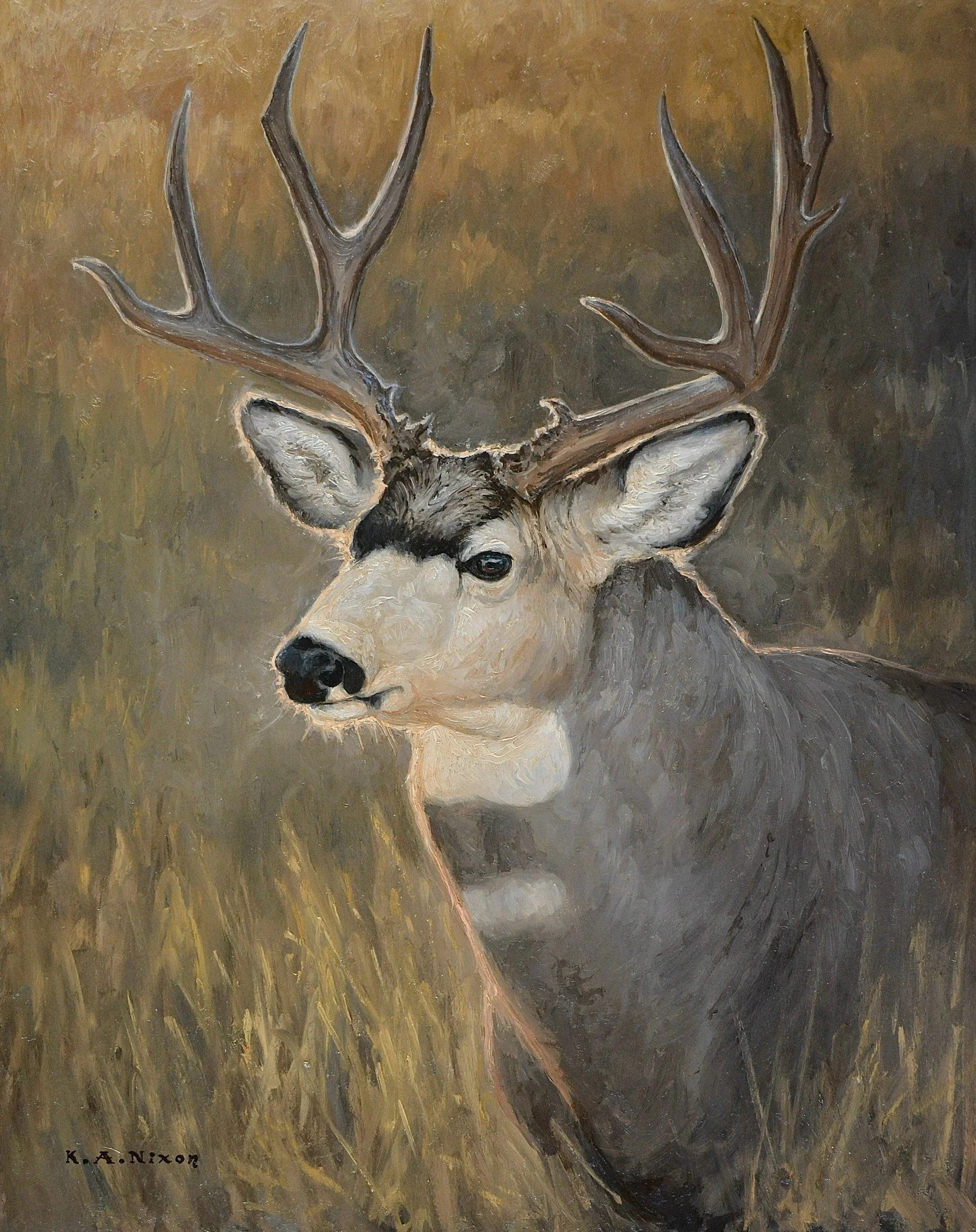 First Light Muley - 20 x 16 Oil - $3,200.00 USD