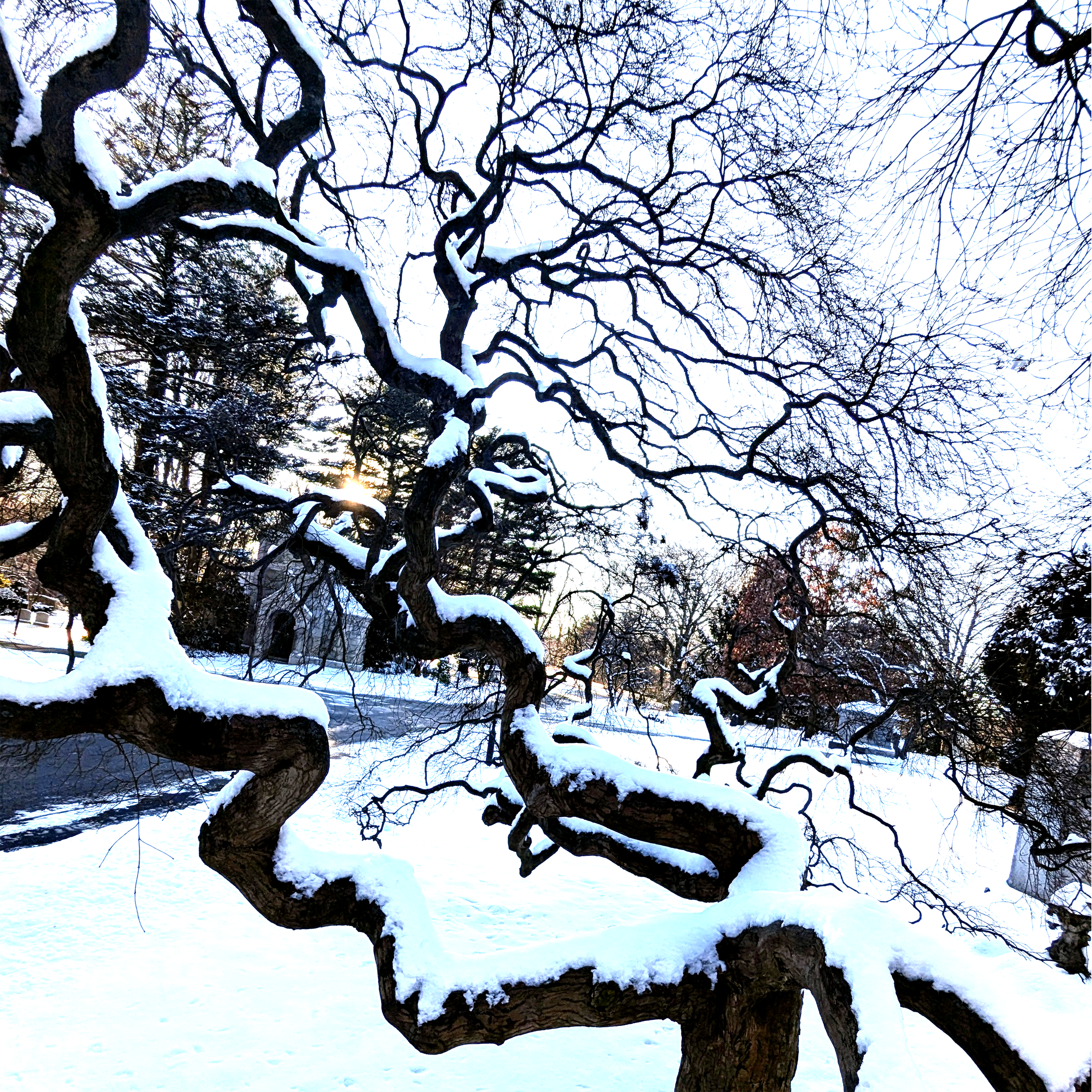 2025 Sleepy Winter2.png