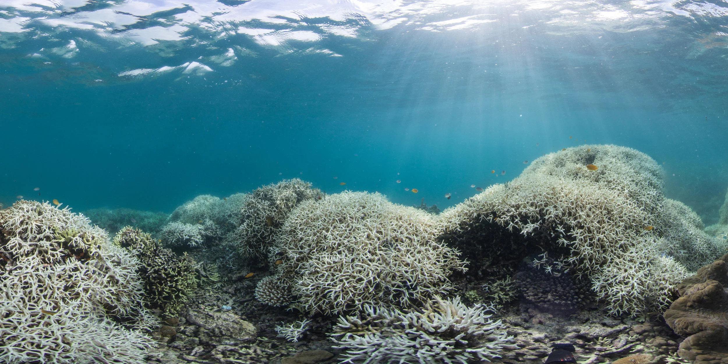 Coral Bleaching at Lizard Island_Christophe Bailhache.jpeg
