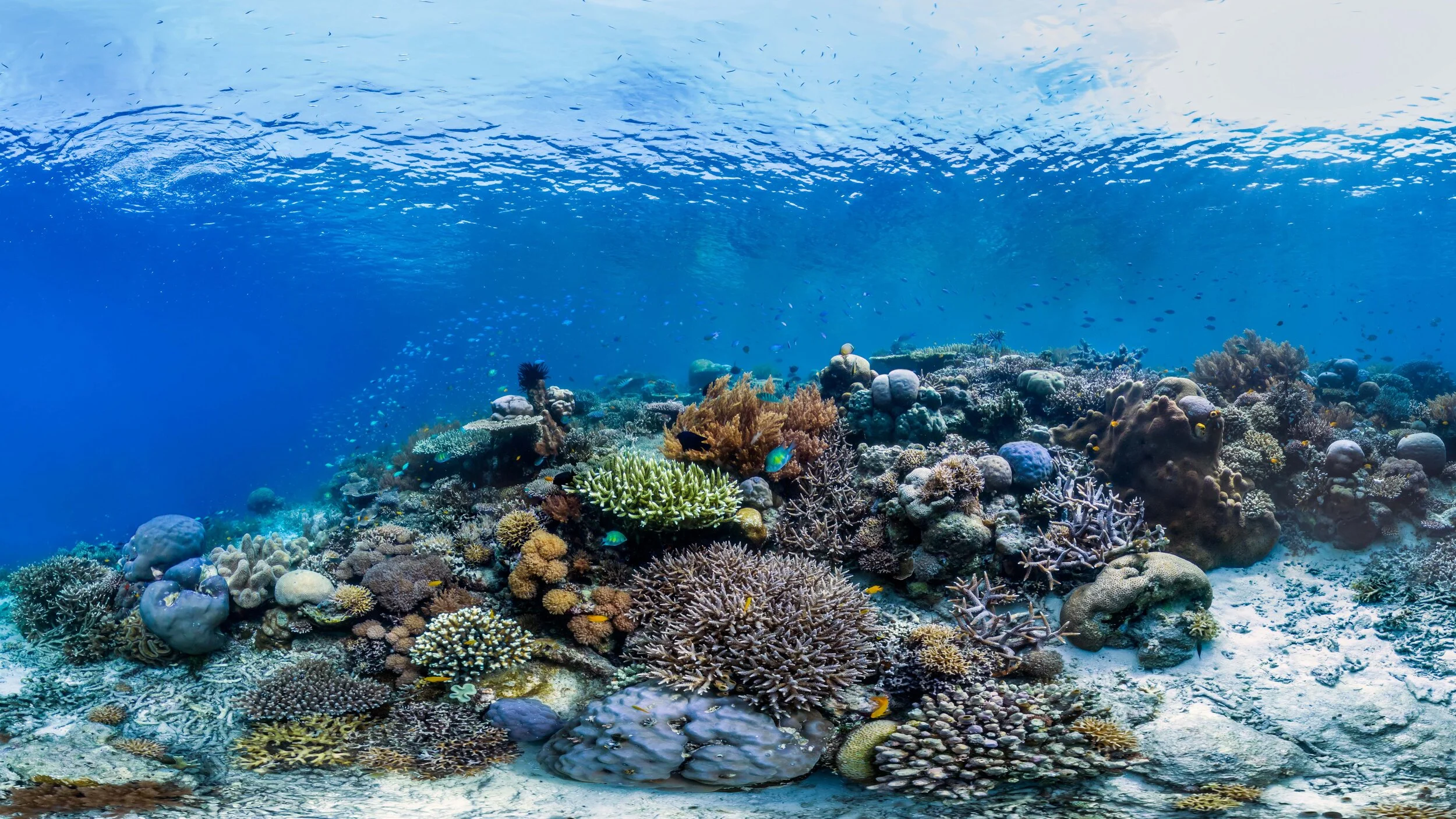 For web_Croppedv3_Raja Ampat_Keruo.jpg