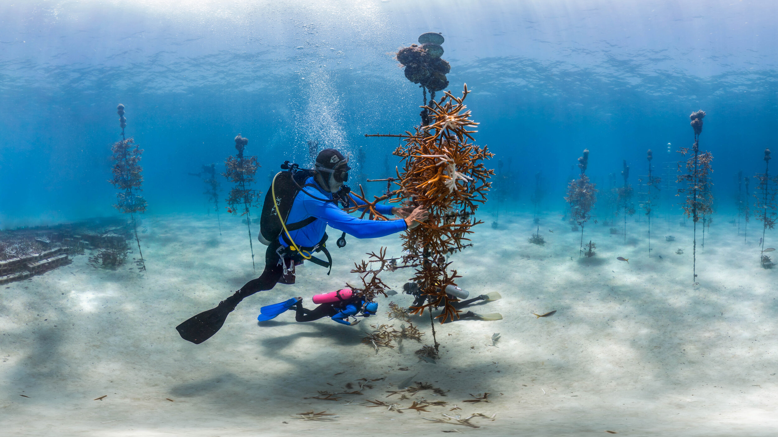 For web_Cropped_Florida coral restauration.jpg