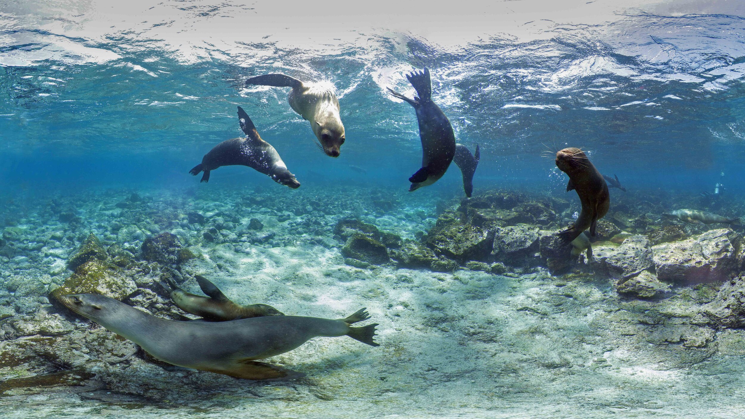 For web_Cropped_ Galapagos sea lions.jpg