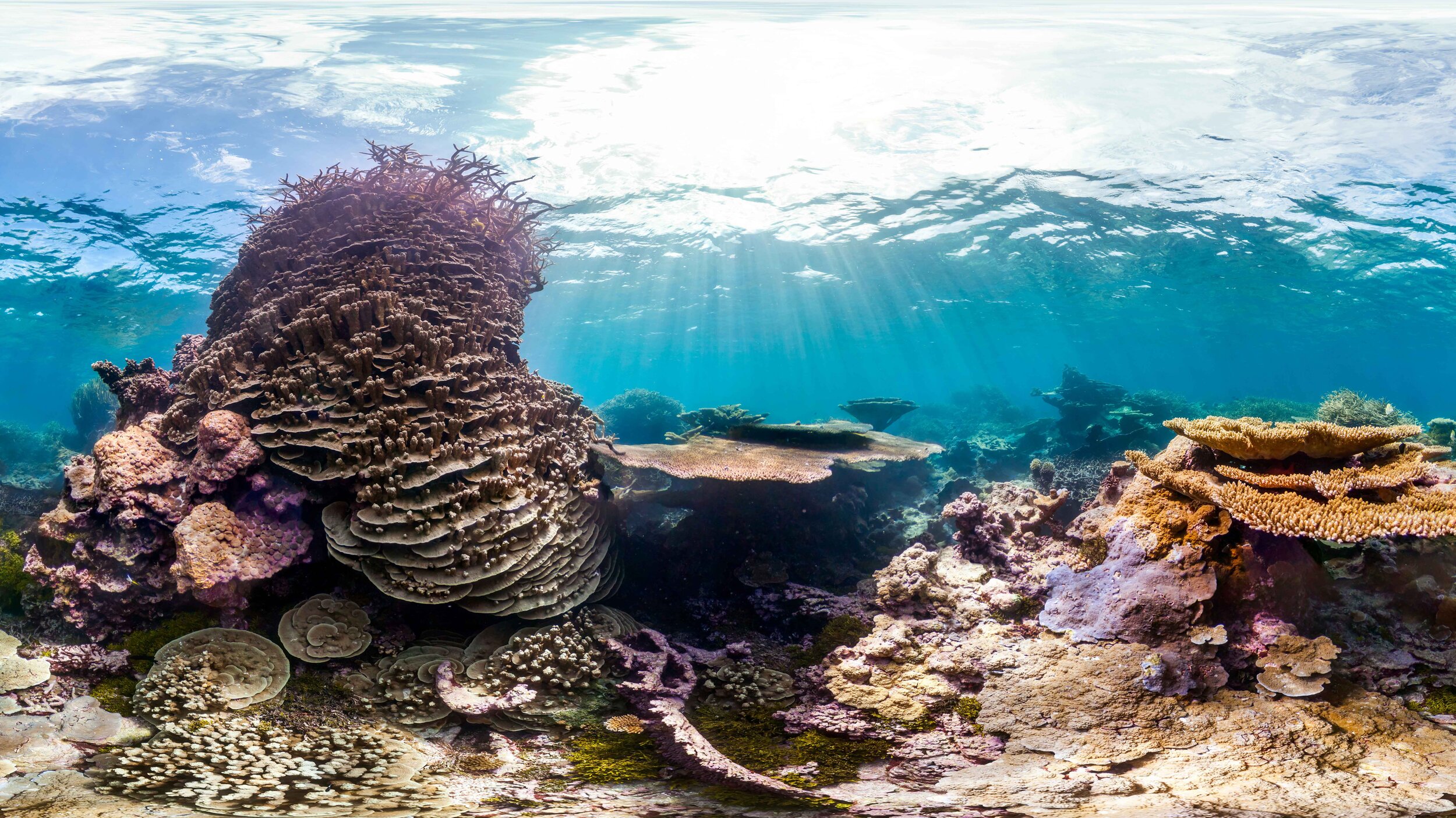 For web_Cropped_Palmyra Crazy Corals.jpg