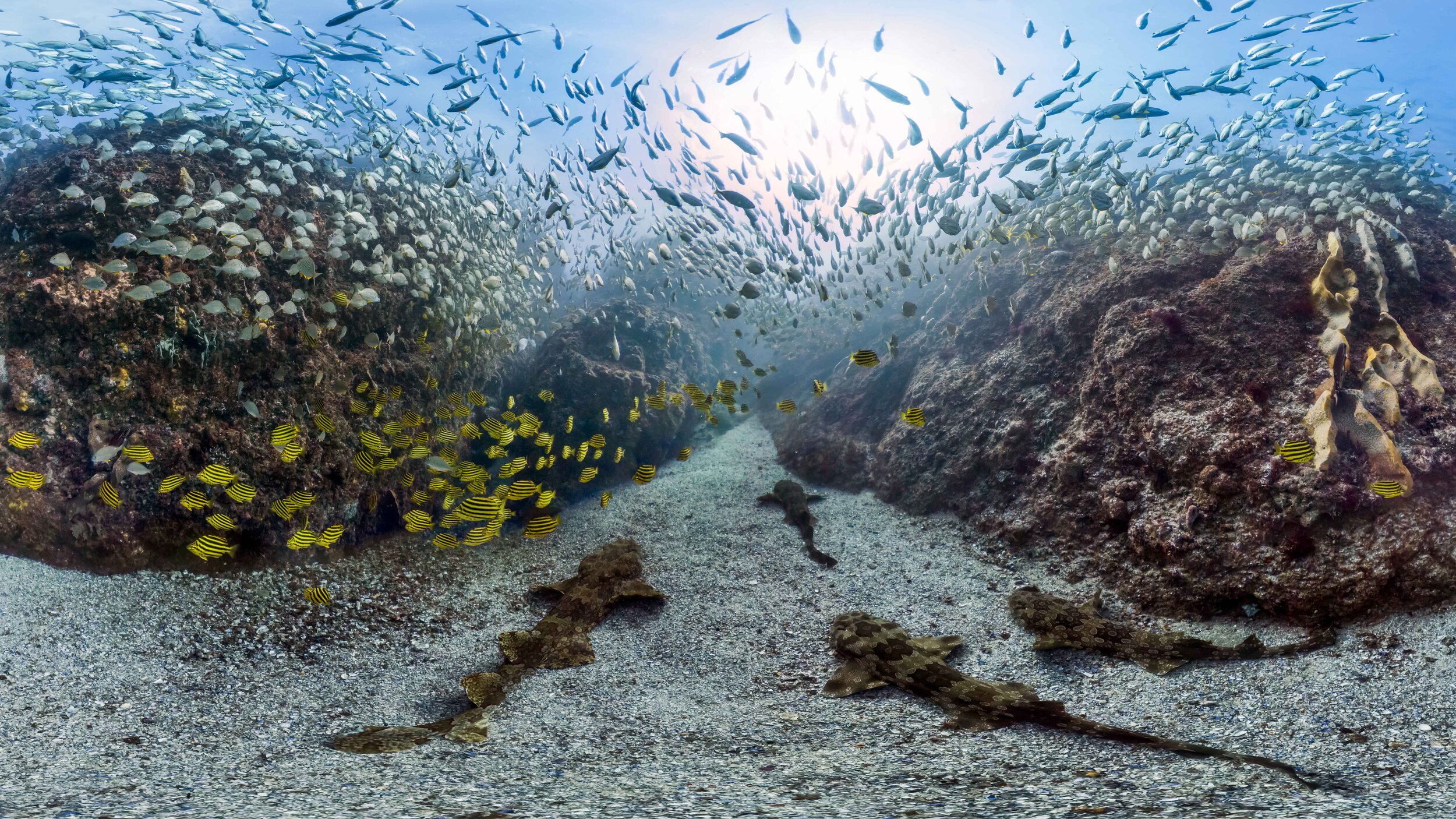 For web_Croppedv2_Byron Bay wobbegong.jpg