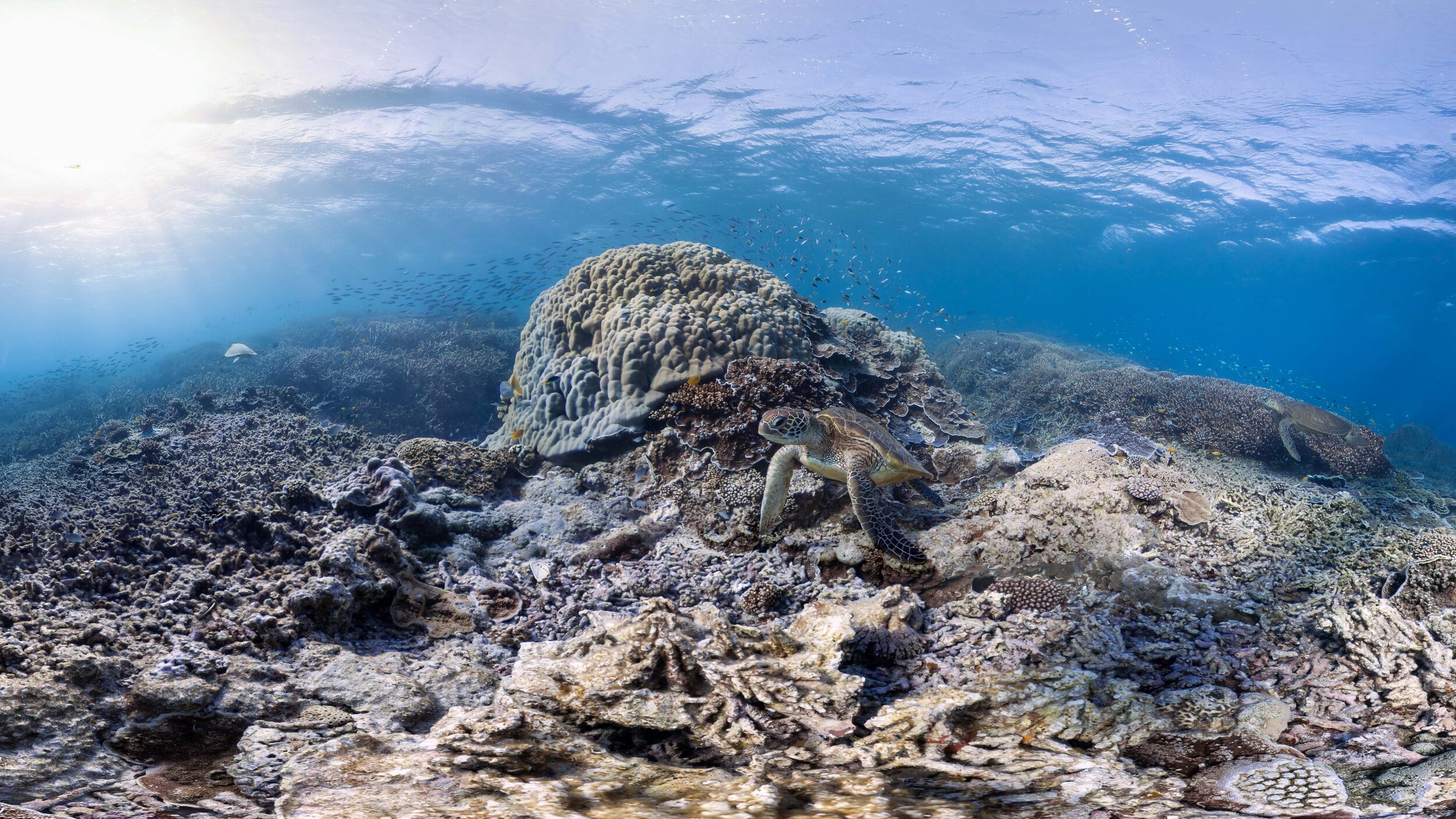 For web_Cropped_3 turtles french bommie Heron isl.jpg