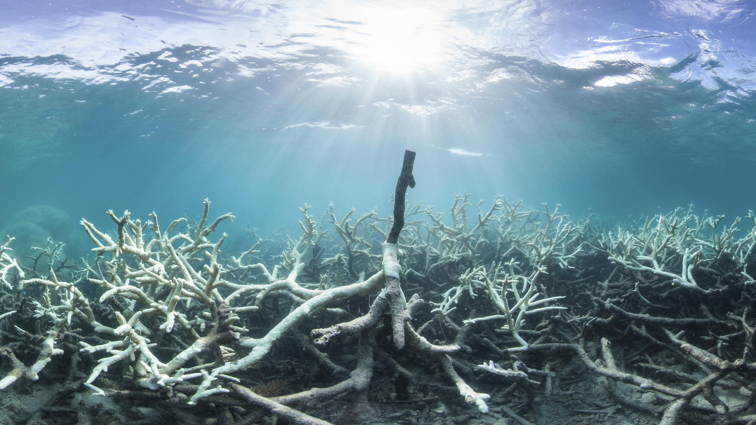 For web_Cropped_Lizard island bleaching.jpg