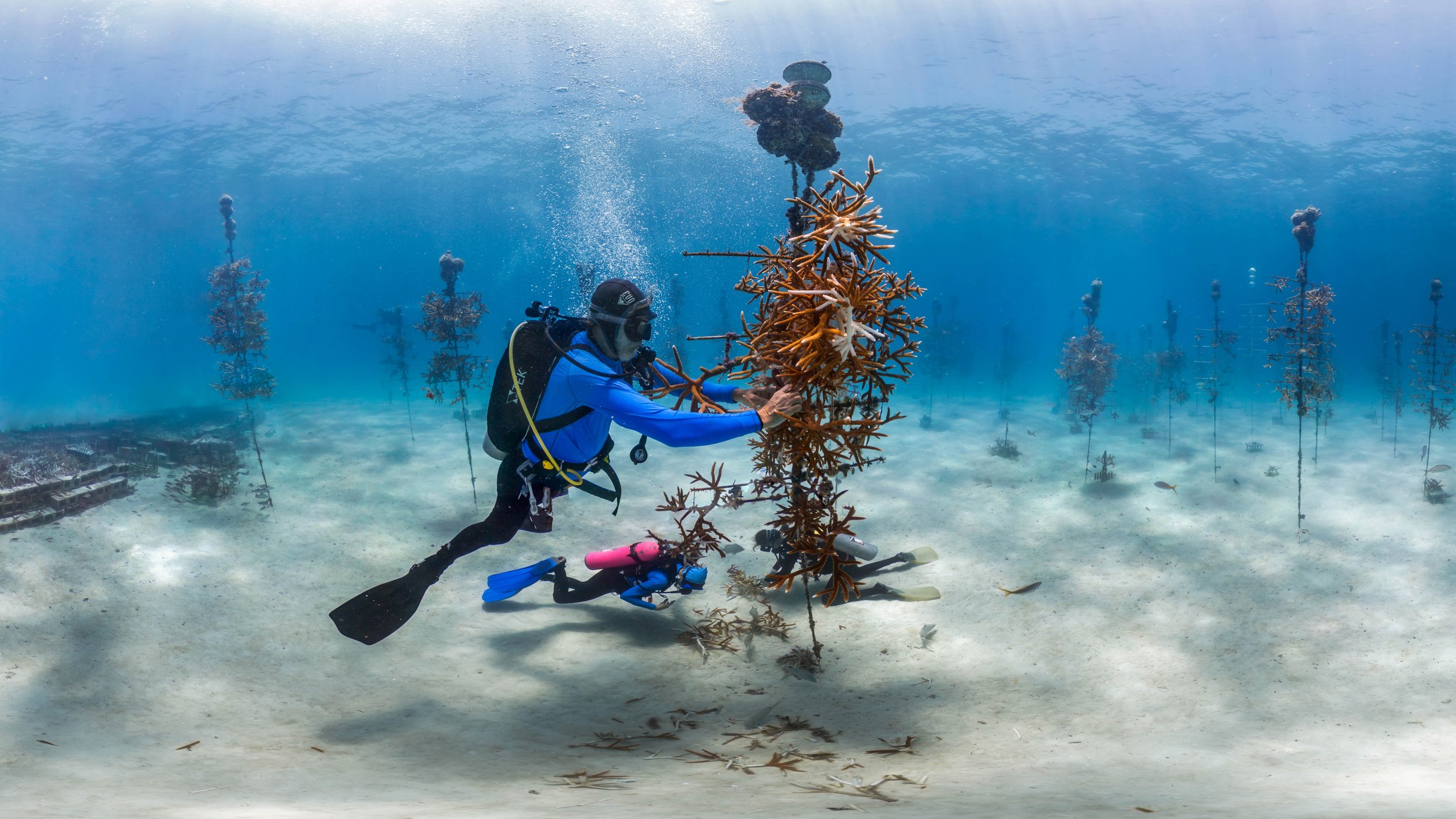 For web_Cropped_Florida coral restoration.jpg