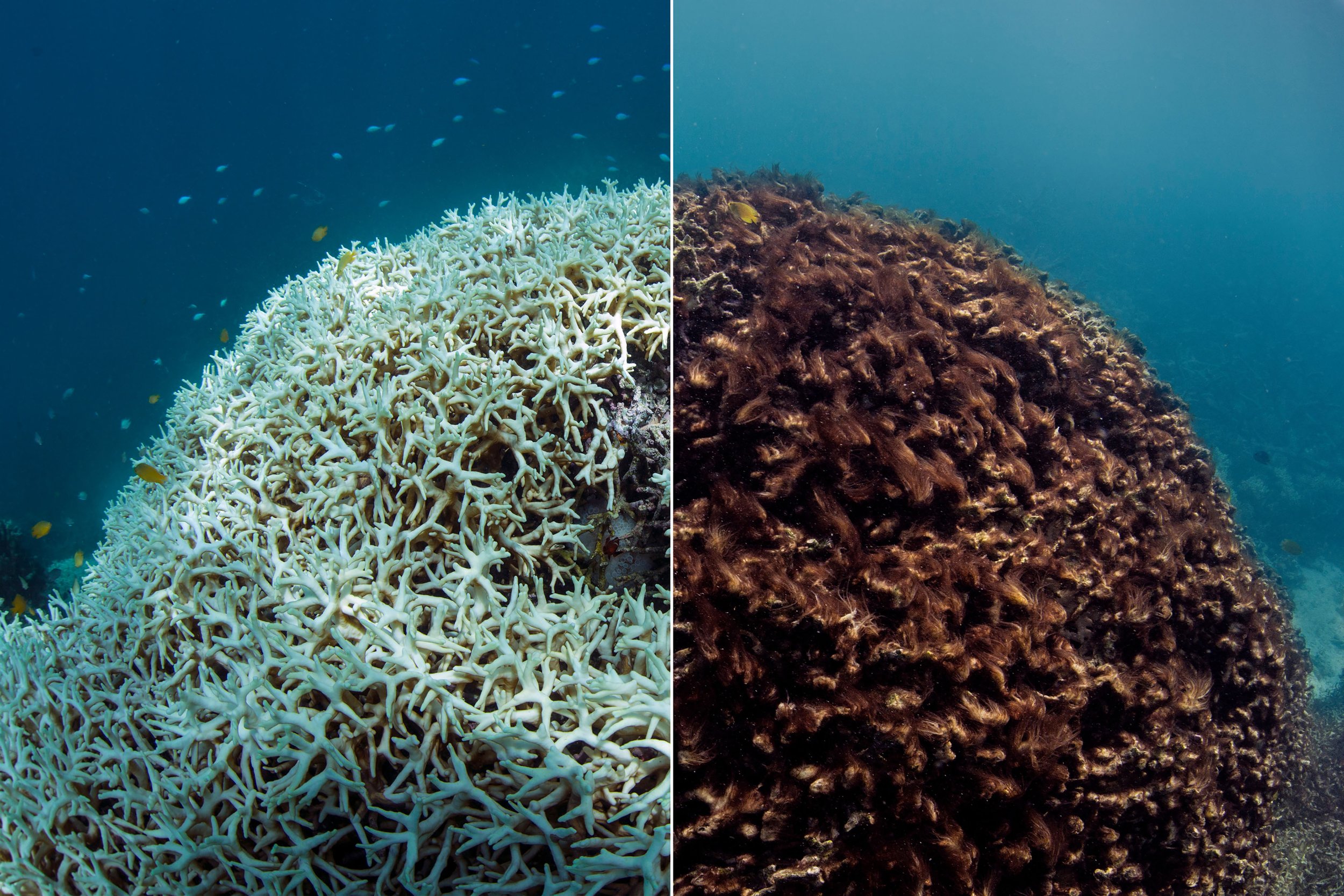 CoralBleachingDuring:After - UnderwaterEarth:XLCatlinSeaviewSurvey.jpg