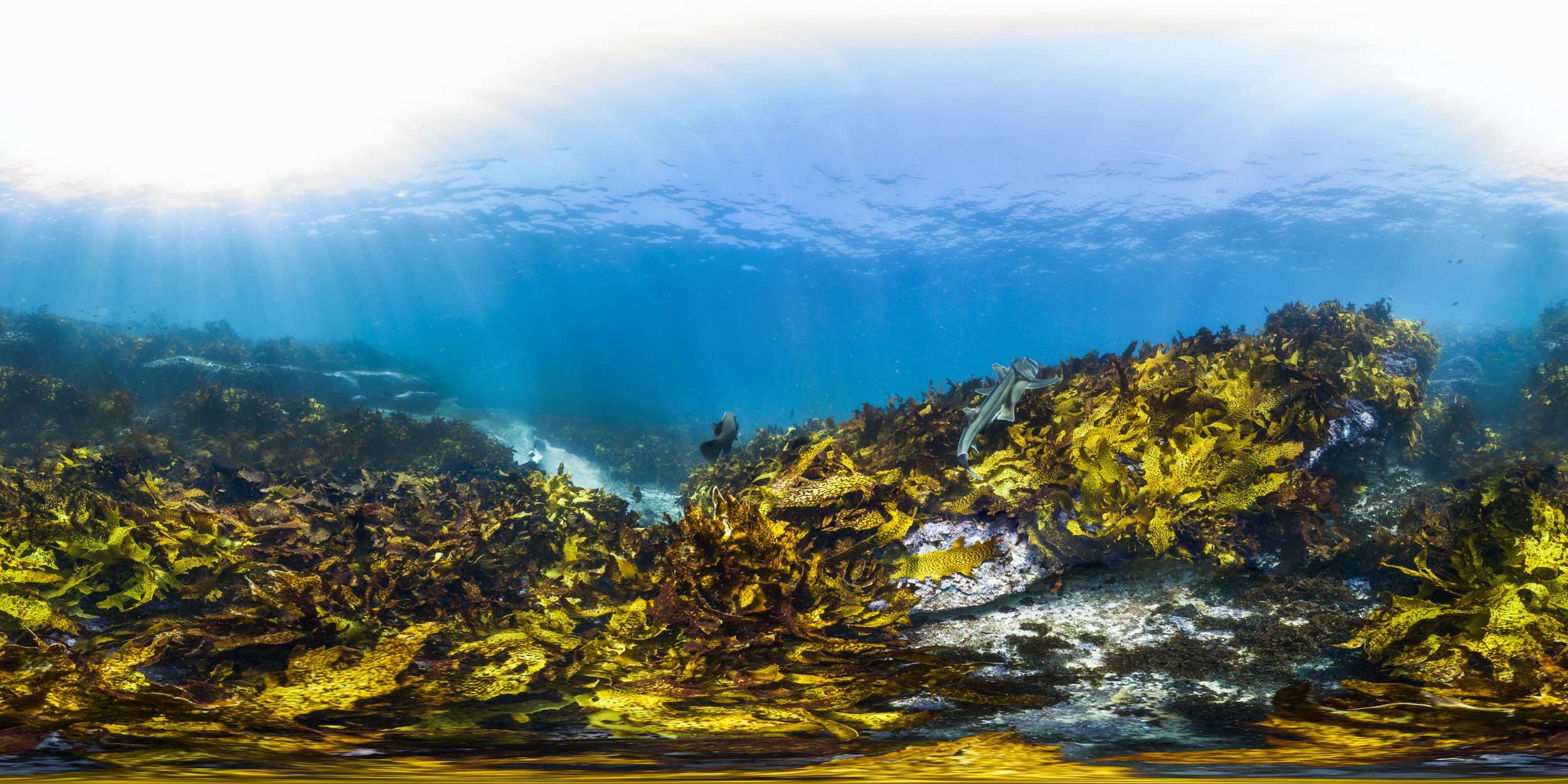 PANO_6_PortJacksonShark.jpg