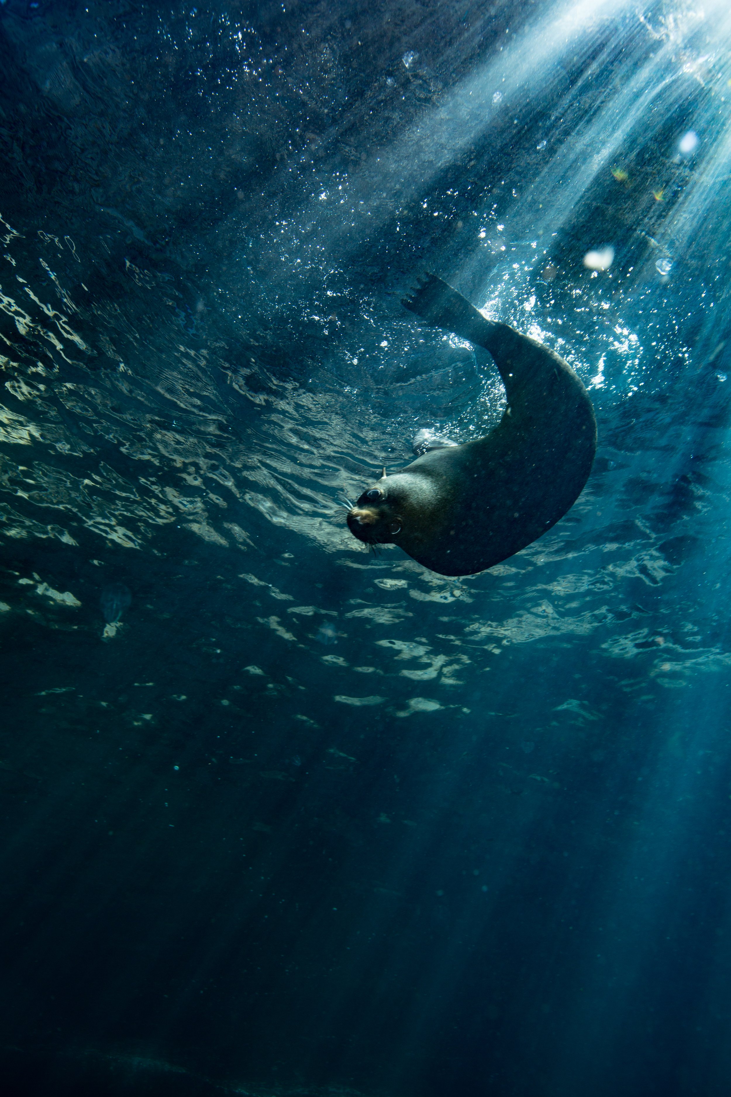 SydneySeal credit Leonard Clifford.jpg