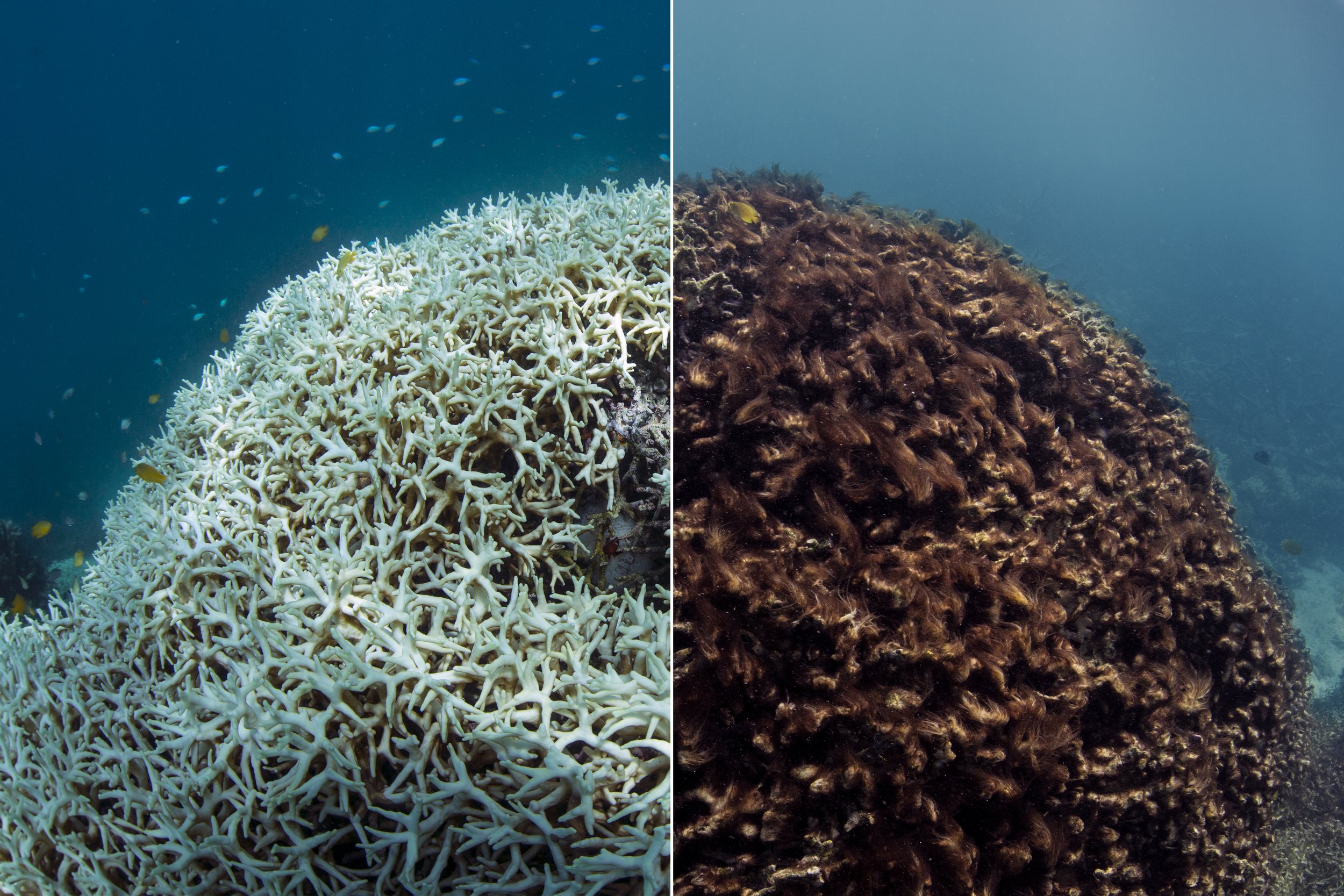 011 BeforeAfter Coral Bleaching.jpeg