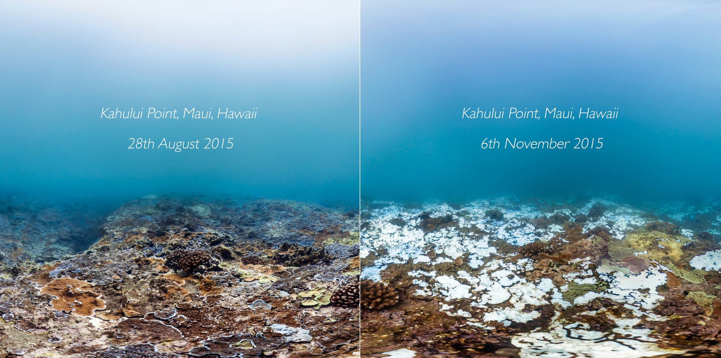 14 Before And After Coral Bleaching in Hawaii.jpeg