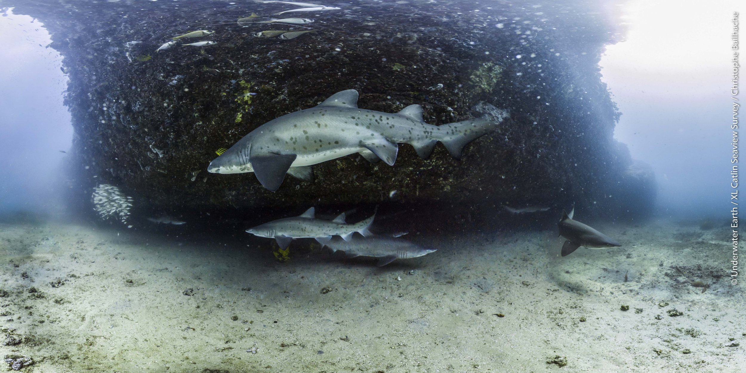 Grey Nurse sharks 2 Maroubra © Underwater Earth _ Christophe Bailhache.jpg