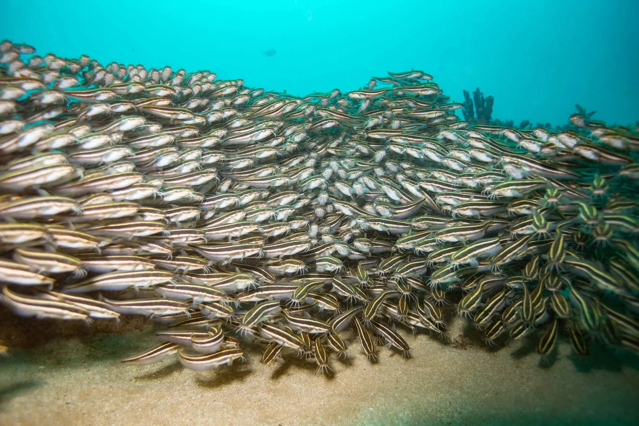CatFish2 credit Leonard Clifford.jpg