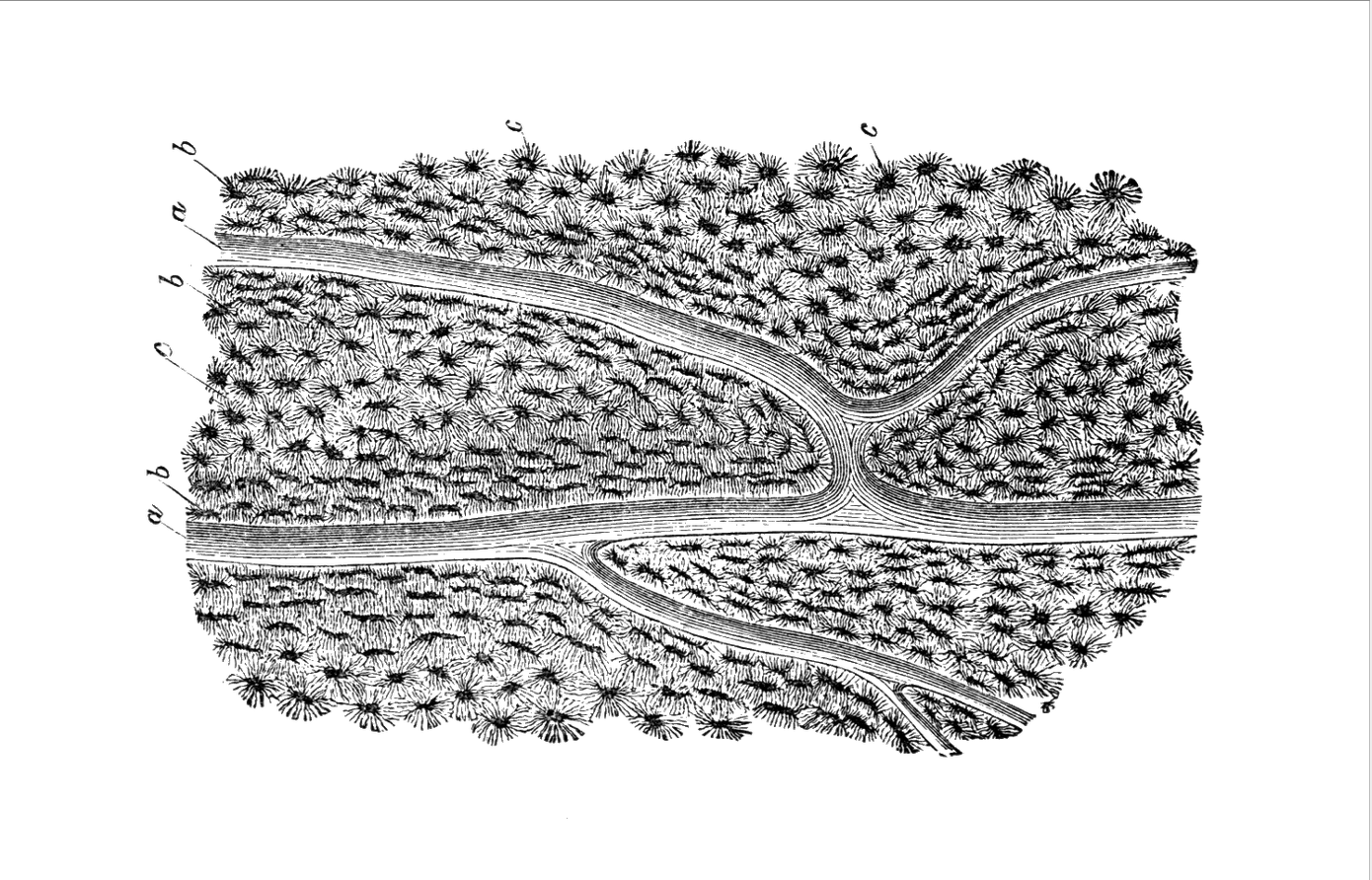 Come learn stuff!Question: What is this image of?Answer: The microscopic structure of a bone.