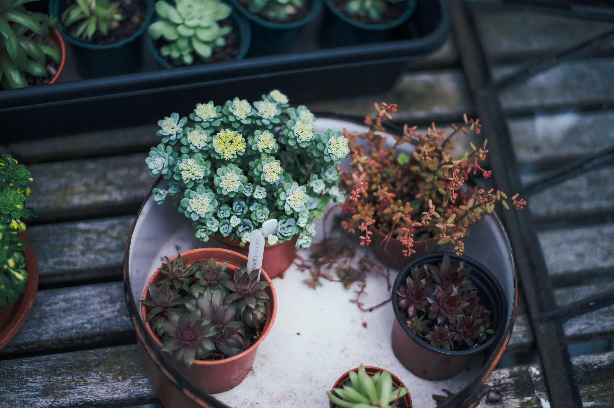 5 Places to Buy Your Plants This Spring
