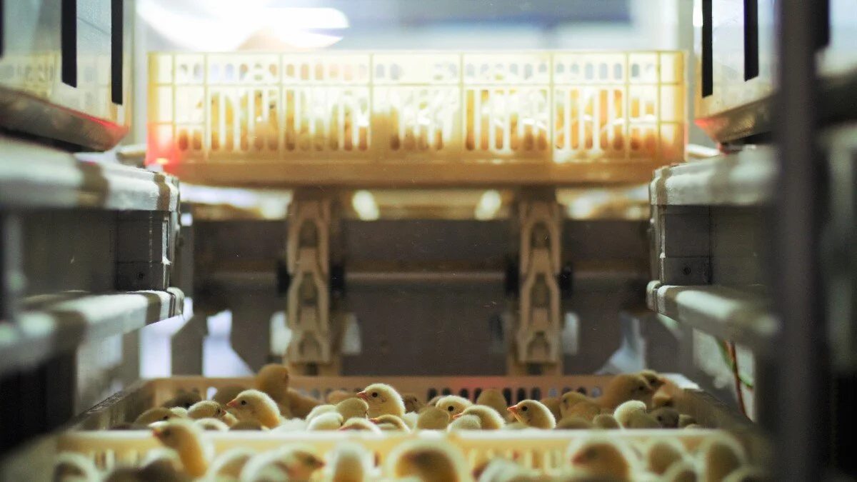 Revisi 7 VO Johnathan.00_05_32_00.Still060 (Medium).jpg