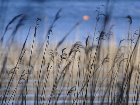 Qi Gong for a strong immune system